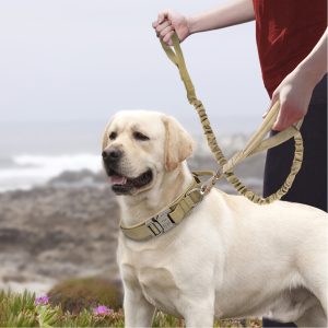 Upgrade Your Dog's Outdoor Adventure with a Tactical Dog Collar & Leash Set!